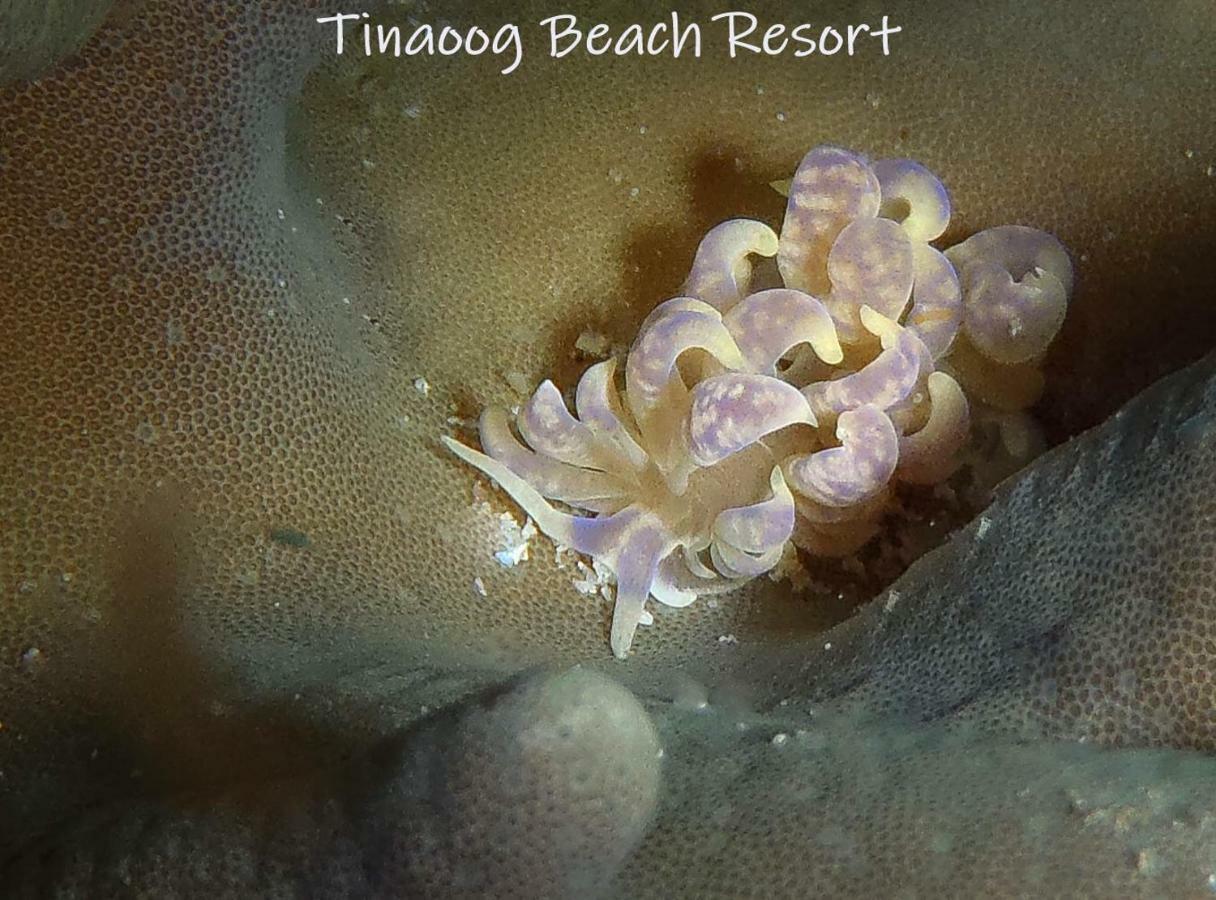 Tinaoog Beach Resort Alad Εξωτερικό φωτογραφία